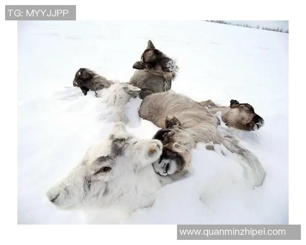 探索亚马尔地区的自然奇观与人文魅力，揭示北极边缘的独特生态与文化传承